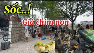 Thị trường chim non đầu mùa sôi động, giá cả tăng cao tại chợ chim Yên Phúc Hà Đông .