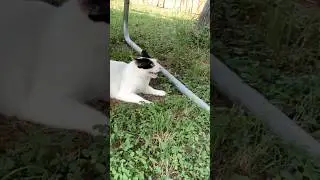 Grumpy overheated cat #catlover #funnyanimal
