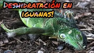 DESHIDRATACIÓN EN LAS IGUANAS!!