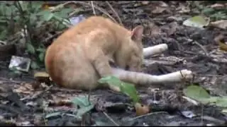 Cat Cleaning Itself