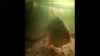 Зимняя рыбалка. Подводные леса на реке Волга. Сорога.