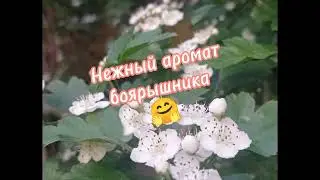 Садовые новости