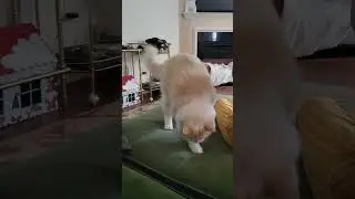 POV: my cat thinks he's a dog