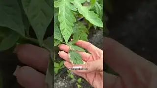 Желтеют листья на томатах после высадки рассады 