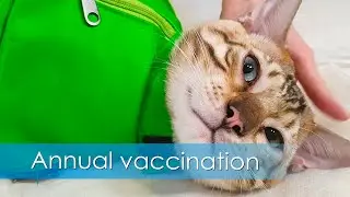 Annual vaccination of cats  How to properly fix a large animal during vaccination. Kitty Land