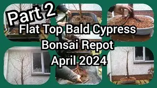 Part 2 Flat Top Bald Cypress Bonsai Repot Apr 2024