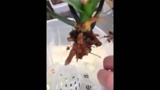 Salvando a orquidea Phalaenopsis
