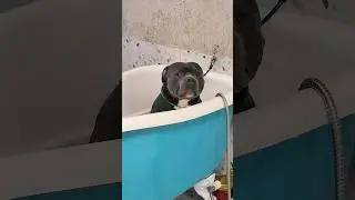 ME TROLARAM #cachorro #pet #petshop #banho #trolagem