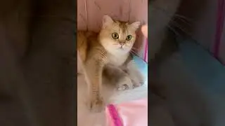 Cute cat feeding her newborn kittens @petsanimalsss