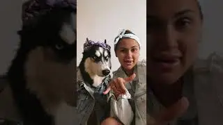 Хаски видео приколы) хаски в квартире. Маша и Космос