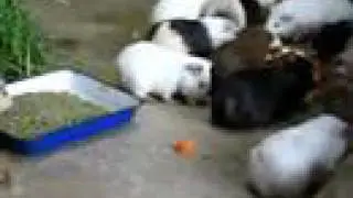 Guinea pigs FLOOD! meal time