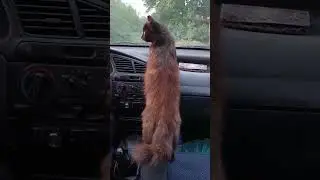Доома😁