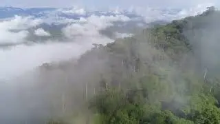 Manu Park (Peru): Drone Footage of the Jungle with Audio from Below
