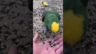 Parrot Talking - Smart And Funny Parrots Video | EP709