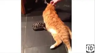 Топ 10 самых смешных котов