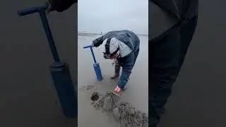 Странные Пляжные Обитатели