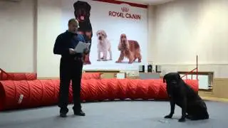 День четвероногого именинника 