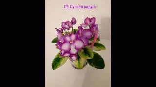Фиалки! Название сорта и фото.