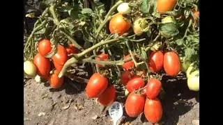 Томат -"Чудо пальчики".