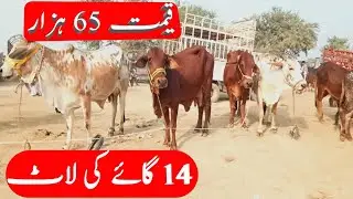 ماشااللہ 14 گائے فار سیل منڈی مدرسہ بابا صدیق کے پاس 03041311712 03085686947