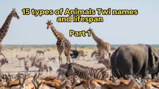 NAMES & LIFESPAN OF 15 ANIMALS - ( TWI/ENGLISH)