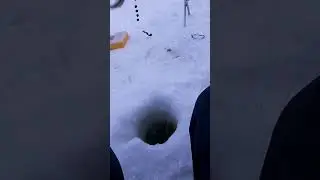 нагиш или корюшка ? напиши в комментариях