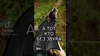 Ааауф 2.0