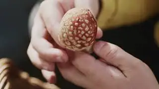 Mushroom Foraging App Design
