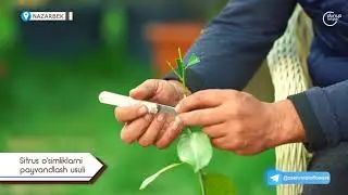 Цитрус ўсимликларни пайвандлаш усули