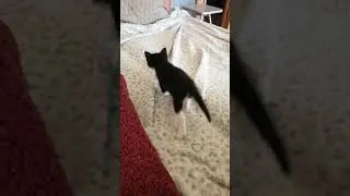 Котика лучше не бесить 😼