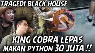 KING COBRA RELEASES ‼️ GLASS BROKEN, ALBINO PYTHON DISAPPEARS AND IS EATEN..
