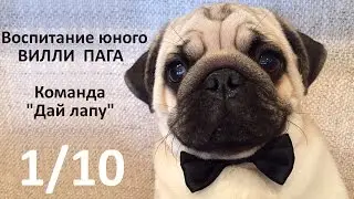 Воспитание юного Вилли Пага N1/10 - 