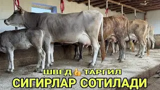 АРЗОНЧИ АКАДАН 3 БОШЛИ ШВЕД ТАРГИЛ 5 ТА СИГИРЛАР СОТИЛАДИ SOTILADIGON SIGIRLAR NARXI 8 августа 2024