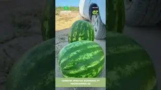 Семена арбуза Бомбикс F1 1000семян EZ.