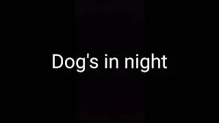 Dog's in night