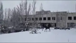 Elk in Pripyat