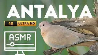 Antalya'da İlkbahar - Dinlendirici ASMR Doğa Sesleri Rahatlatıcı [4K] - Fujifilm X-H2S