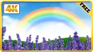 Lavender field moving background with rainbow and blue sky video loops