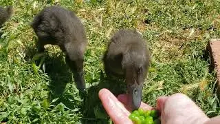 Peeps Eating Peas