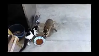 Енот и кошачья еда