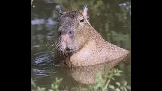 ИГРАЮ В ПАБГ МОБАЙЛ!!