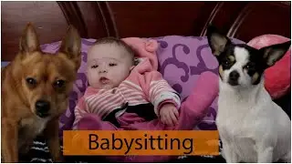 Our dogs doing a great job with our baby! 🥰