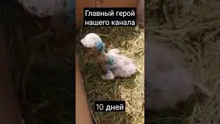 Любимчик зрителей- аистенок Пятачок