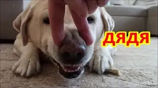Дядя дразнит