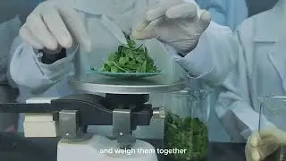 Maceration method (sambong leaves) // Pharmacy