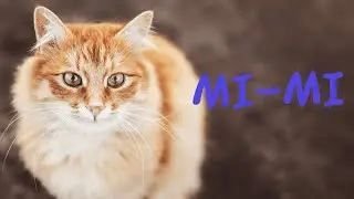 Cat cute 💖 Small cats 😘