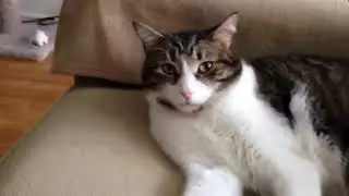 Funniest Cats 😹 - Don't try to hold back Laughter 😹😹