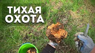 Пока рыба не ловится, поехал собирать грибы. Тихая охота в июле.