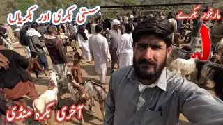Price of goats 🐐 from the largest animal market of AJK 26 March 2025 #goat