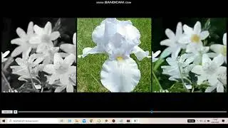 Otomatik Referans Görüntü Seçilerek Siyah-Beyaz Video Renklendirme